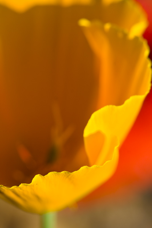 California Poppy